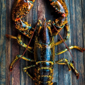 Fresh Clawed Lobster (Atlantic Lobster)