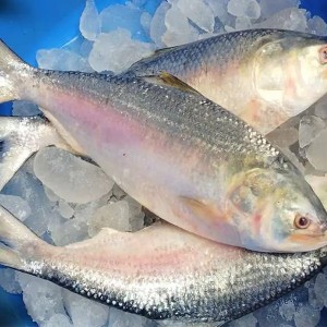 Fresh River Hilsa (Ilish Fish)
