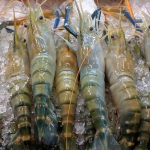 Fresh Golda Chingri (Freshwater Prawn)