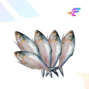 Fresh Hilsa Fish (Ilish)