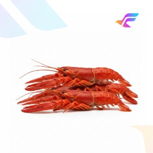 Red crayfish