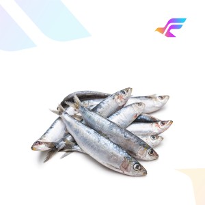 Fresh Sardine Fish