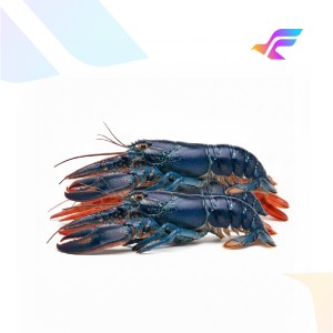 Blue Crayfish (Freshwater Lobster)