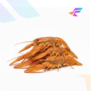 Golden Crayfish (Freshwater Lobster)