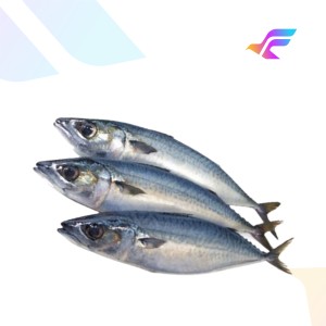 Fresh Mackerel Fish
