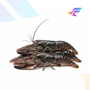 Black Crayfish (Freshwater Lobster)