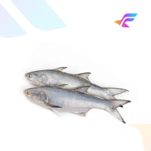 Fresh Basa Fish (Pangasius)