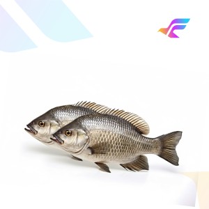 Fresh Tilapia Fish