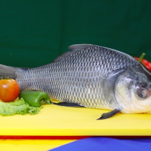 Fresh Silver Carp Fish