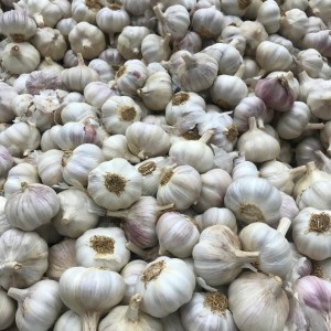 Garlic