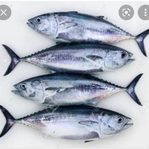 Tuna Fish