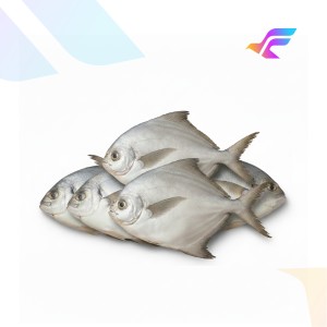 Silver Pomfret (Fresh Fish)