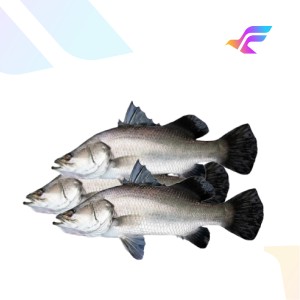 Barramundi (Asian Sea Bass) – Fresh Fish