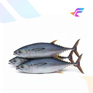 Yellowfin Tuna (Fresh Tuna Fish)