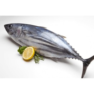 Fresh Bonito Fish