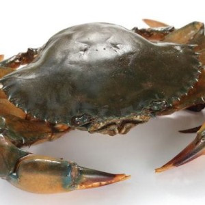 Fresh Blue Crab