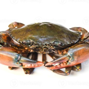 Fresh Mud Crab