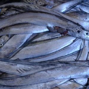 Fresh Churi Fish (Ribbon Fish / Belt Fish)