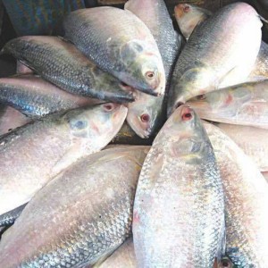 Fresh Meghna Ilish / Coastal Hilsa
