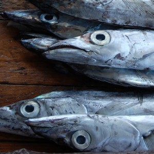 Fresh Kamila Fish (Barracuda)