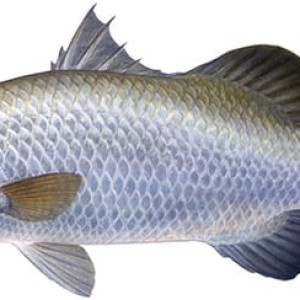 Fresh Bhetki Fish (Asian Sea Bass)